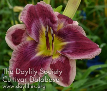 Daylily Secret Sentinel